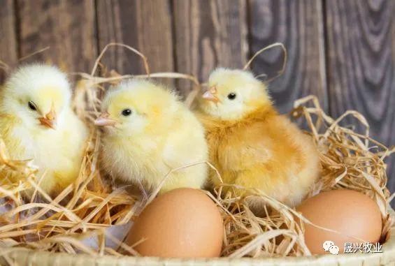 蛋鸡养殖设备