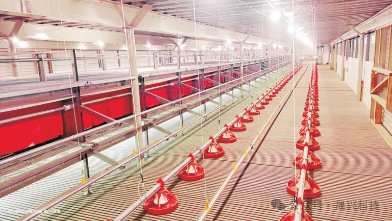 养鸡设备